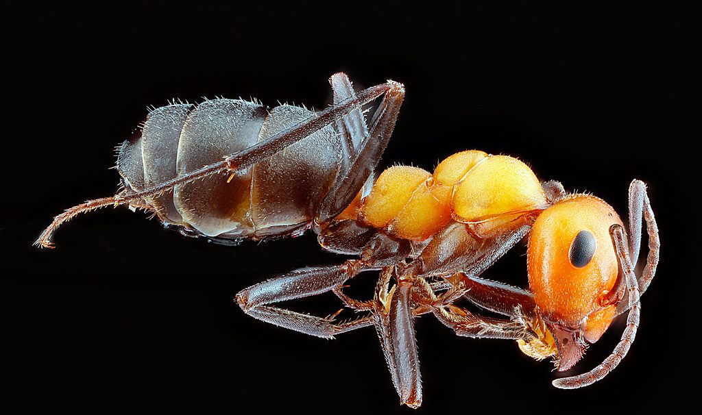 Ant Control service in Concord, NC