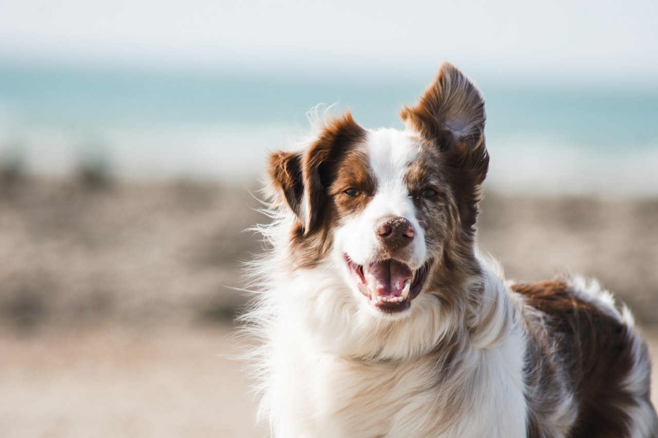 Flea & Tick Control service in Concord, NC