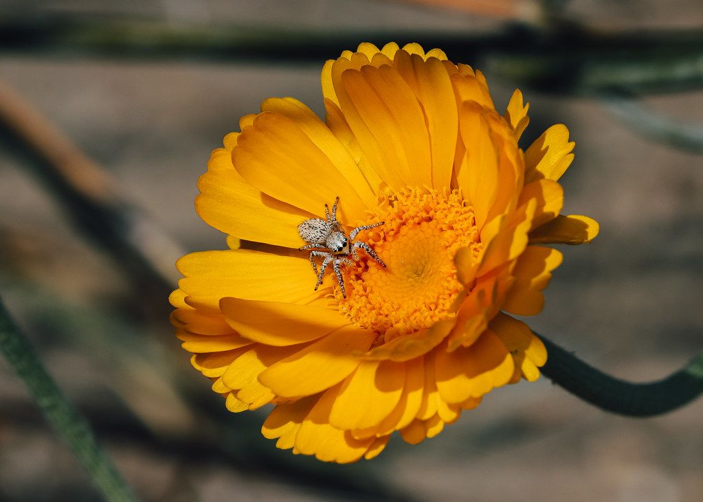 Spider Control service in Concord, NC